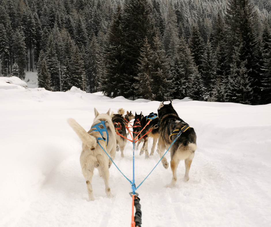 Traineau à chiens