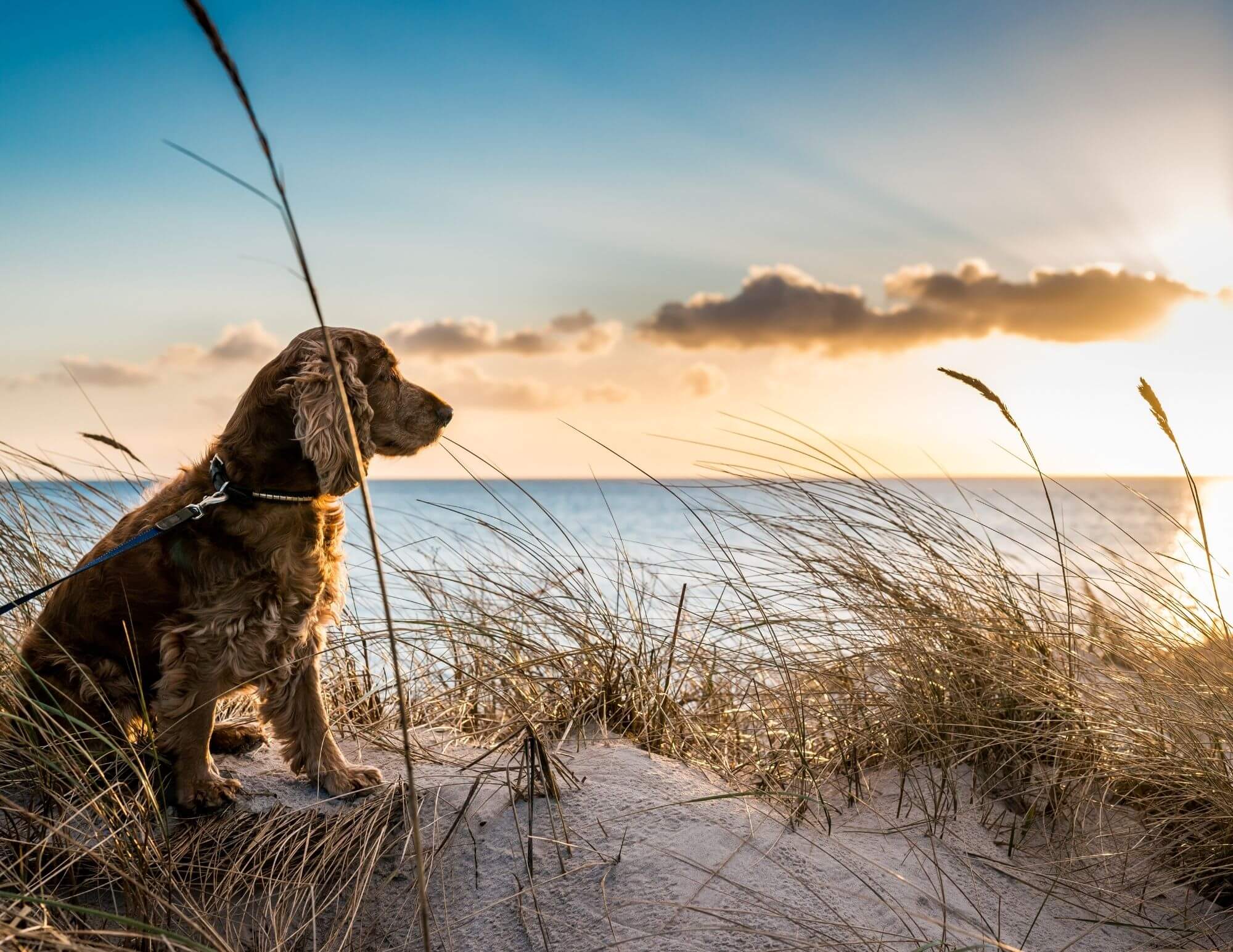 Animaux de compagnie<br>